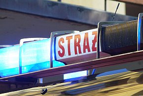 Pod Łowiczem. Strażacy przez cztery godziny ganiali po polach za bykiem-326143