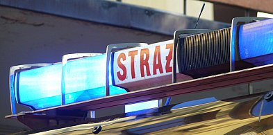 Pod Łowiczem. Strażacy przez cztery godziny ganiali po polach za bykiem-326143