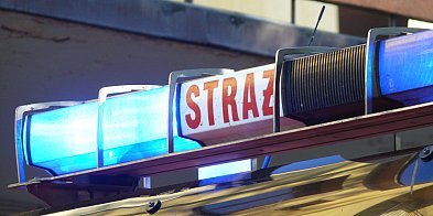 Pod Łowiczem. Strażacy gonili byka-326143