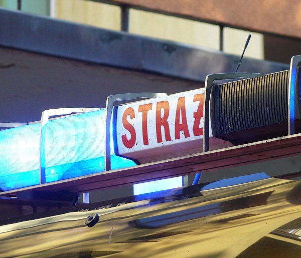 Pod Łowiczem. Strażacy przez cztery godziny ganiali po polach za bykiem-326143
