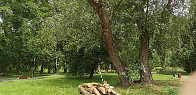Przycinanie drzew w parku Błonie budzi kontrowersje-326864