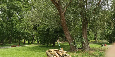 Przycinanie drzew w parku Błonie budzi kontrowersje-326864