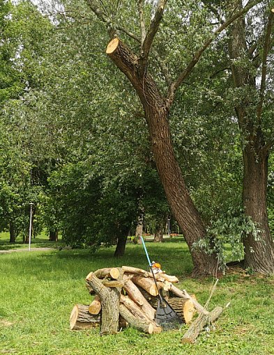 Przycinanie drzew w parku Błonie budzi kontrowersje-326864