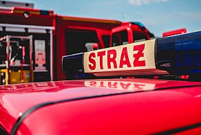 Pszczoły na drzewie w mieście. Interweniował pszczelarz i straż-327239