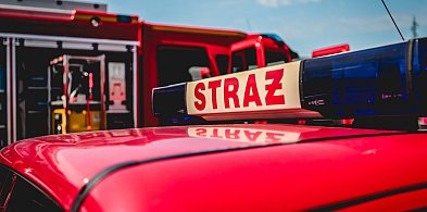 Pszczoły na drzewie w mieście. Interweniował pszczelarz i straż-327239