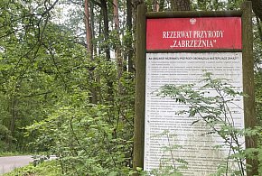 Nasze lasy tematem przewodnim-327468