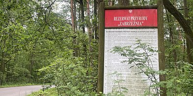 Nasze lasy tematem przewodnim-327468