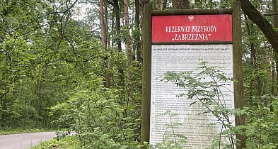 Nasze lasy tematem przewodnim-327468