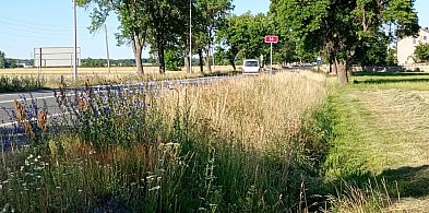 Półmetrowa trawa na poboczach DK14. Mieszkańcy domagają się koszenia-327797