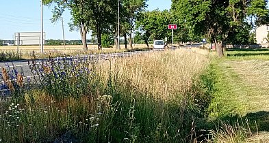 Półmetrowa trawa na poboczach DK14. Mieszkańcy domagają się koszenia-327797