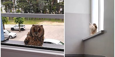 Głowno. Niezwykły gość w ZS nr 1. Sowa znów odwiedziła szkolny korytarz!-328666