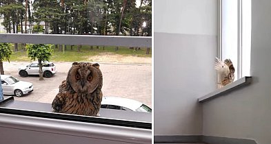 Głowno. Niezwykły gość w ZS nr 1. Sowa znów odwiedziła szkolny korytarz!-328666