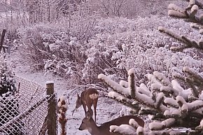 Sarenki pod oknami-12697