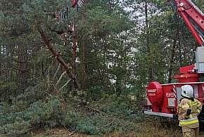 Drzewo zagrażało linii energetycznej-330166