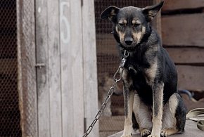 Posłowie szykują nowy zakaz. Dotknie wielu właścicieli psów-330799