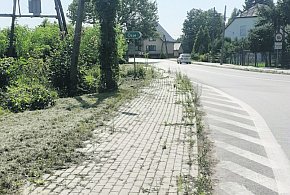 Jednym żal patrzeć, innym żal płacić. A chodniki zarastają coraz bardziej-330798