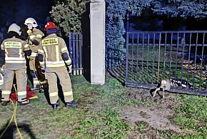 Akcja ratunkowa w Dzierzgówku! Sarna zaklinowała się między prętami-332750