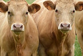 Gmina Głowno. Szkolenie dla hodowców w OUK - 333017