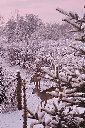 Sarenki pod oknami-12697