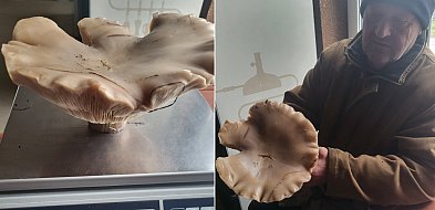 Grzyb gigant z Wiskienicy Dolnej. Sprawdzili na wadze, ile naprawdę ważył-333281