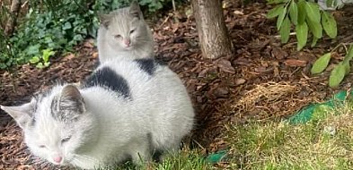 Trzy małe kotki szukają domu!-333771
