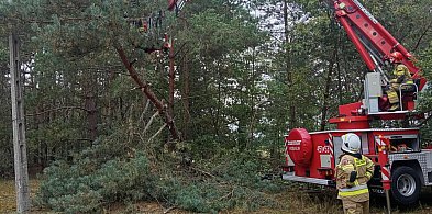 Drzewo zagrażało linii energetycznej-330166