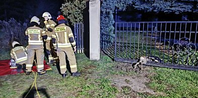 Akcja ratunkowa w Dzierzgówku! Sarna zaklinowała się między prętami-332750