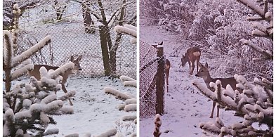 Bednary. Dziś ma urodziny, ale takiego prezentu się nie spodziewał-333618