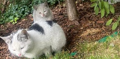 Trzy małe kotki szukają domu!-333771