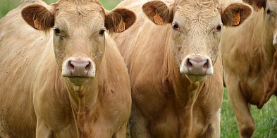 Gmina Głowno. Szkolenie dla hodowców w OUK-333017