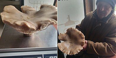 Grzyb gigant z Wiskienicy Dolnej. Tyle ważył-333281