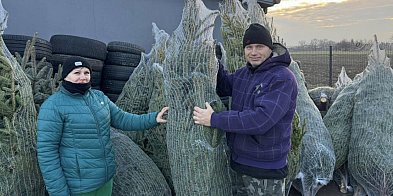 Dwie akcje: najpierw sadzonki, potem świąteczne świerki-333720