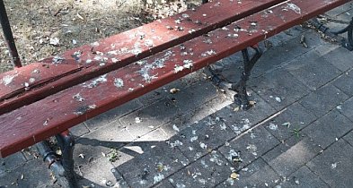 Łowicz. Jak tu  usiąść na takiej parkowej ławce-330197