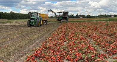 Plantatorzy z Łowickiego ratują pomidory. Maspex w Łowiczu nie przerwał produkcji-331426