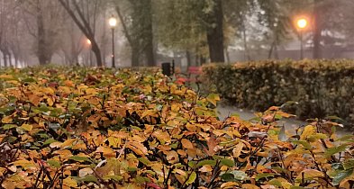 Dzień Dobry tu Łowiczanin.info! Księżniczka Leia i żarówka Edisona-331956