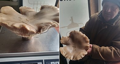 Grzyb gigant z Wiskienicy Dolnej. Sprawdzili na wadze, ile naprawdę ważył-333281