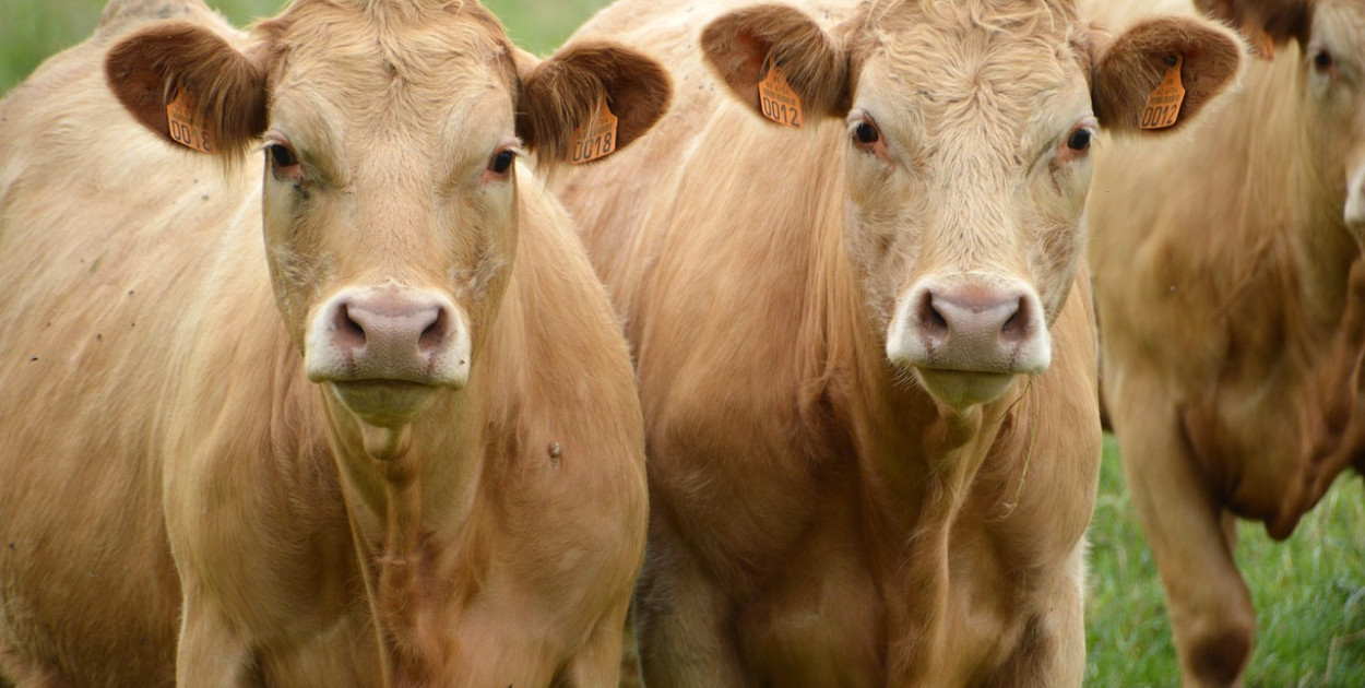 Fot. Pixabay - zdjęcie zastępcze